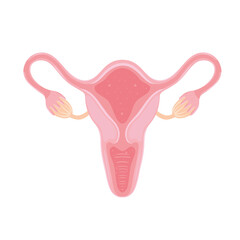 feminine reproductive organ