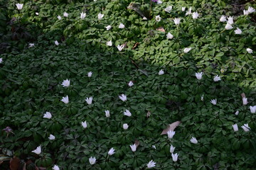 一面に咲き誇る白く美しい春の山野草