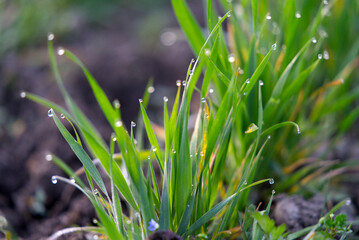 Growing plants on agriculture field at sunrise with raindrops. Photo taken April 1st, 2021, Zurich, Switzerland.