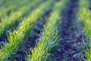 Growing plants on agriculture field at sunrise with raindrops. Photo taken April 1st, 2021, Zurich,...