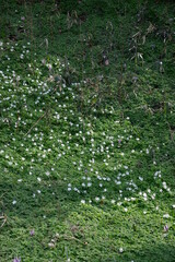 一面に咲き誇る白く美しい春の山野草