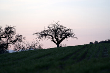 Trees in backlight with sunrise and meadow in the foreground, Zurich, Switzerland. Photo taken April 1st, 2021.