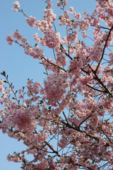Pink flowers of Cherry tree on branches against blue sky. Springtime background. Prunus avium