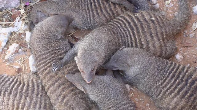 A group of Egyptian mongoose (Herpestes ichneumon) lying together also known as ichneumon, is a mongoose species native to the Iberian Peninsula	