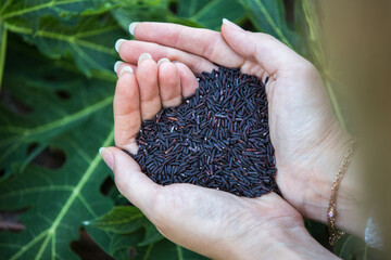 A handful of black rice in female hands