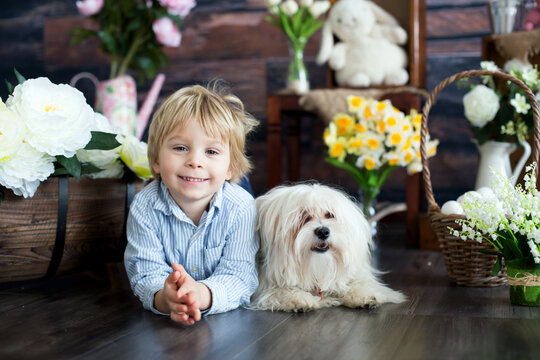 Cute toddler blond child with maltese puppy dog, boy and cute pet with easter decoration