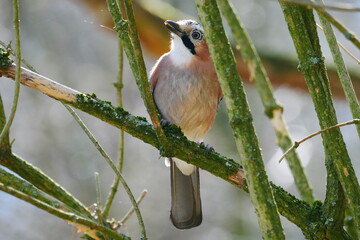 portrait of a jay on a moss covered branch Garrulus glandarius