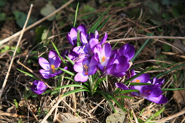 Krokus im Fr&uuml;hling.