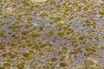 Vibrant textured blend of dry fallen needles of coniferous trees and moss