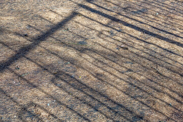 Vibrant textured blend of dry fallen needles of coniferous trees and moss