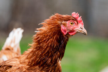 Ein Bio Huhn auf der Wiese