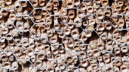 Osmies cornues (Osmia cornuta) logeant dans les cellules d'un refuge en bois ou hôtel à insectes, les mâles à toupet blanc sortant des galeries et attendant les femelles