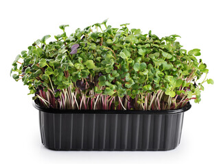 Micro grass greens radish sprouts in a container isolated on white background. Microgreen.