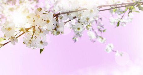 Spring abstract background of blossoming cherry on pink