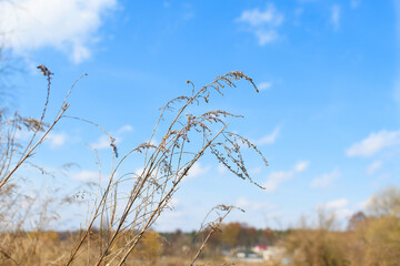 Fototapeta premium Dry grass grows on the field, sedge close-up against the sky. Natural background. Set the fashion trend in champagne color