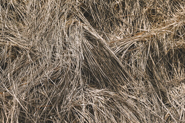 Dry grass grows in the field. Natural background.
Set the fashion trend in champagne color