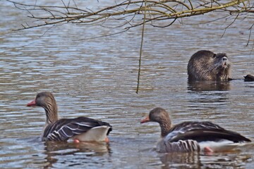Nuria / Biber an einem Fluss im Frühling