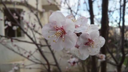 Almond tree white - pink flowers close up