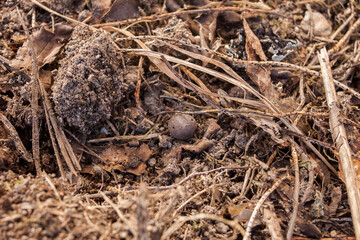 Small fly in the living soil