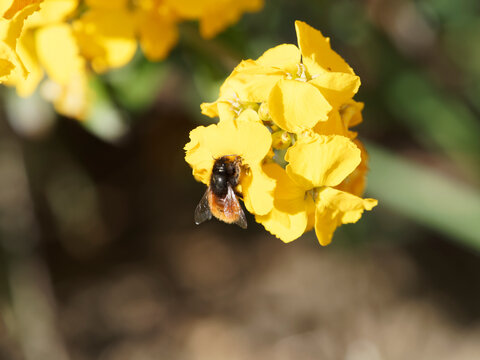 Osmie cornue (Osmia cornuta) femelle, couverte d'une pilosit&eacute; noire sur le front et le thorax et rouille vif sur l'abdomen et brosse ventrale