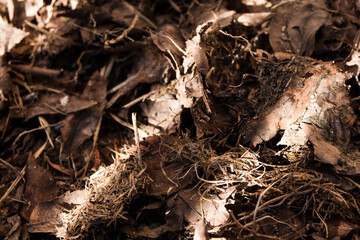 Light shines on the soil