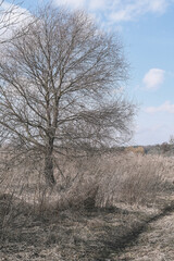 Spring field with trees. Dry field after winter. Beautiful nature
