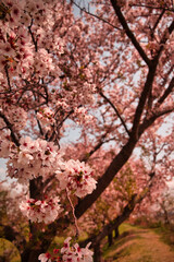 Obraz premium 桜のある風景