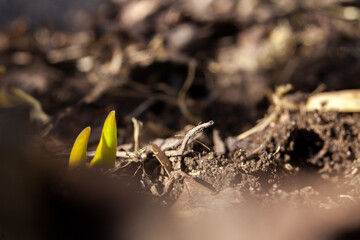 Closeup on small, green spring leeks