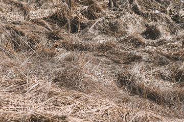 Dry grass grows in the field. Natural background.
Set the fashion trend in champagne color