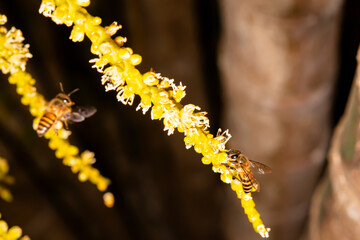 The bee is collecting nectar from flowers.
