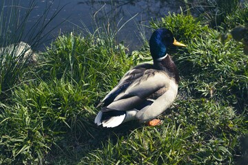 Duck in a lake with other ducks
