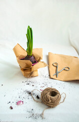 Home gardening. Tools for watering and transplanting of house plants. Biodegradable seed starting pots with a hyacinthus.