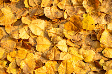 Bodhi leaves that fell to the ground