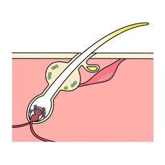 白髪になった金髪の断面図