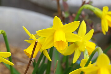 早春の花壇に咲くミニスイセン（テターテート）の黄色い花