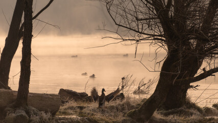 ducks on the misty river