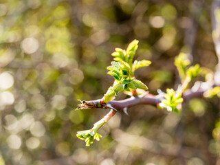 Feuilles bourgeonnant au printemps