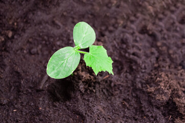 close-up - a grown green cucumber sprout with three small leaves