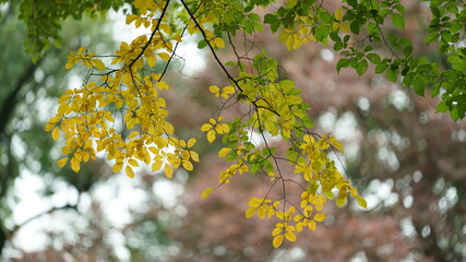 The beautiful and old Chinese garden view with the traditional designation