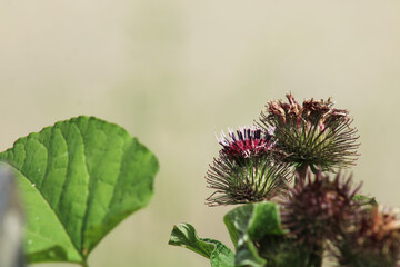 natural lesser burdock flower photo