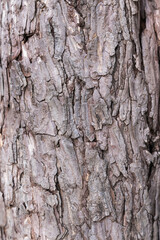 old brown bark on a tree