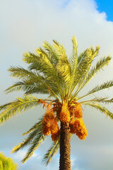 Date palm tree.
