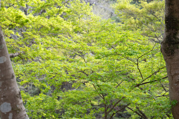 背景に使いやすい美しい新緑の映える渓谷の紅葉