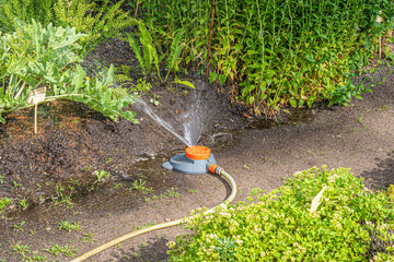 Sprinkler watering system in garden irrigating plants. Stock photo.