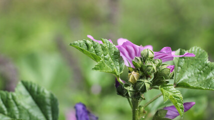natural lavatera cretica flower photo