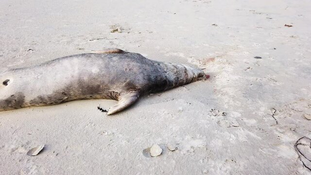 Dead seal lying on Narin beach by Portnoo - County Donegal, Ireland.