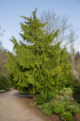 Xanthocyparis nootkatensis pendula, weeping cypress tree
