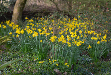 Daffodils blooming in the borders