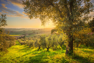 Maremma countryside panorama and olive trees. Casale Marittimo, Pisa, Tuscany Italy