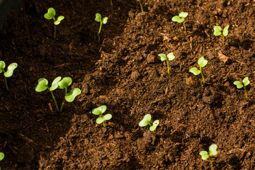Pepper seedlings in plastic pots. Growing seedlings in early spring in the greenhouse. Gardening concept
